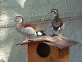 /album/galleria-foto-anatre/alzavola-anellata-callonetta-leucophrys-1-jpg/